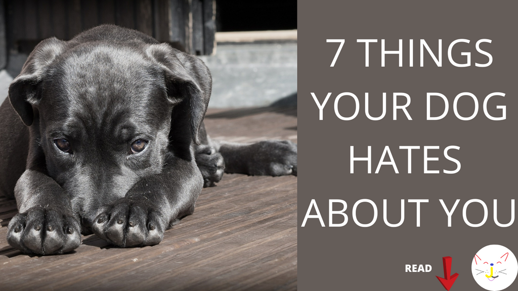 7 THINGS YOUR DOG HATES ABOUT YOU