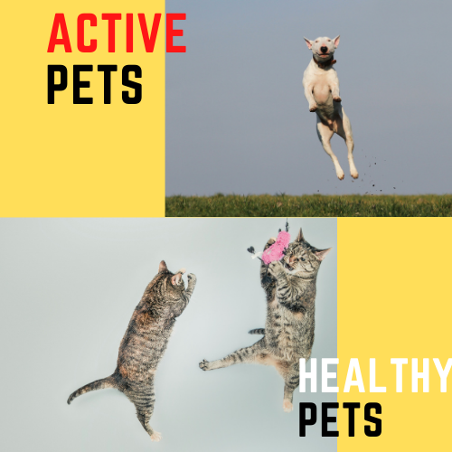 A FEW REASONS WHY YOUR PET NEEDS TO STAY ACTIVE